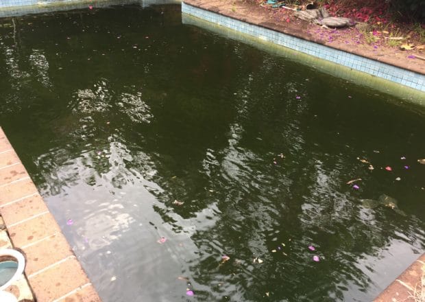 Auckland green pool before cleaning