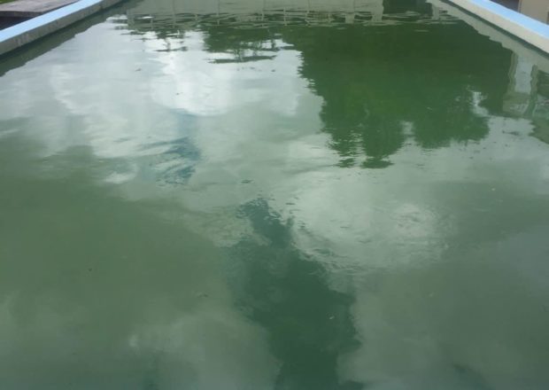 Green pool needs to be cleaned